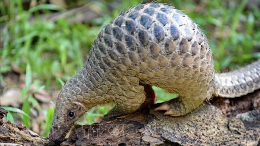 Tay Ninh: 444 wild animals released to nature